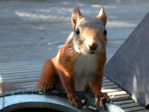 enttäuschtes eichhörnchen