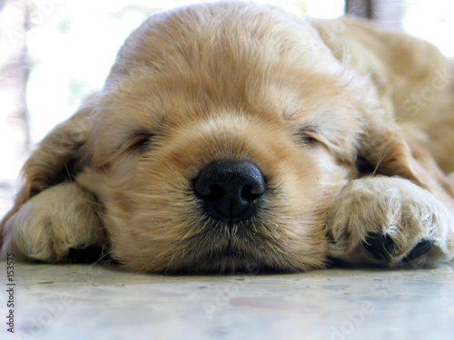 puppy