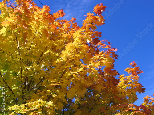 maple on the sun