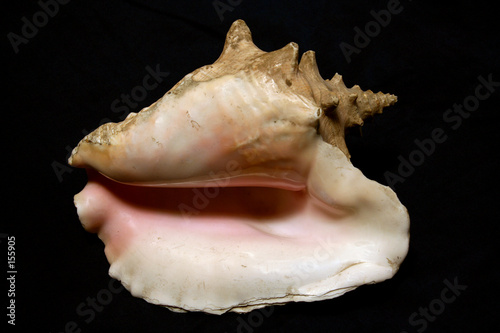 large conch seashell