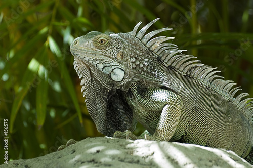 male green iguana photo