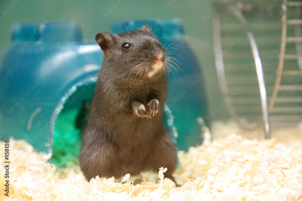 buy a gerbil