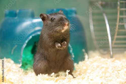 gerbil