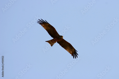 eagle in flight © Duey