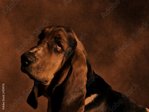 basset hound #159176