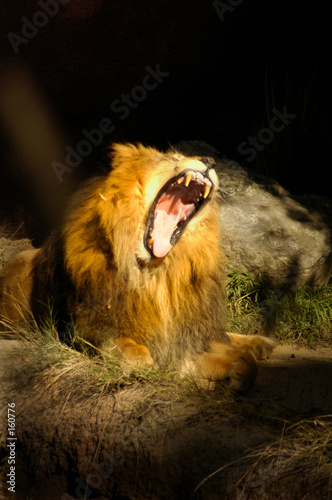 cat 0048 huge lion roar