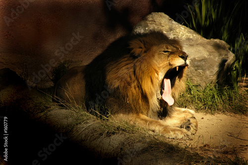 lion yawn