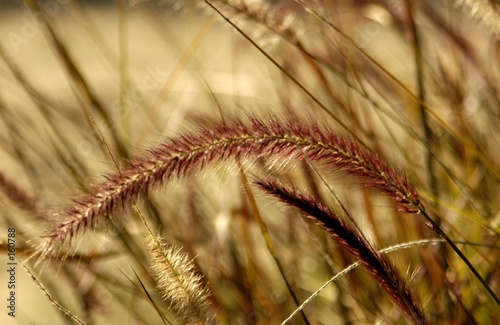 purple fountain grass