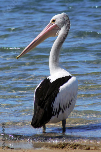 pelican by waters edge