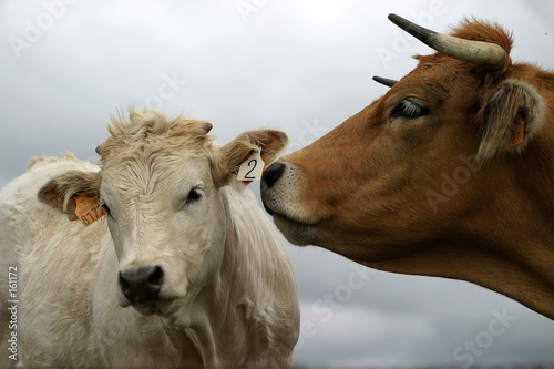 bisous à n°2 - vaches - aubrac
