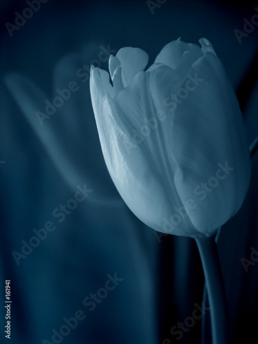 blue tulip #161941