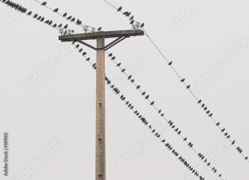 los pájaros