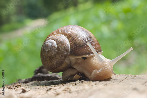 schnecke 01