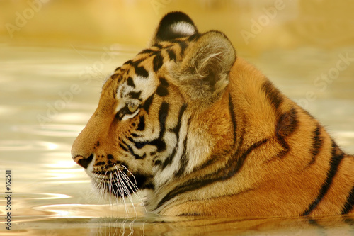 tygrys w wodzie