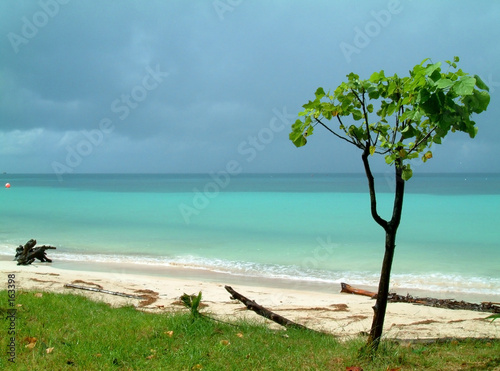 tree beach