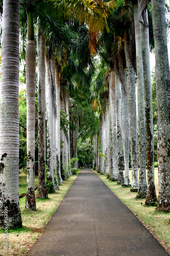 jardin de pamplemousse ile maurice