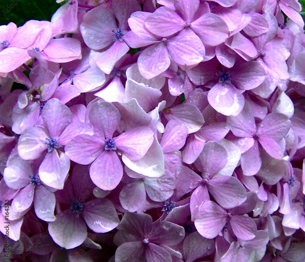 Fotografija hortensia