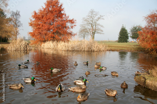 Fotografie pond and ducks