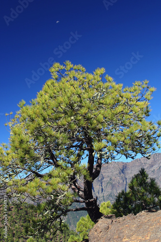 baum mit mond