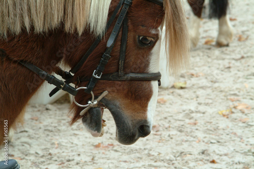 tete de poney