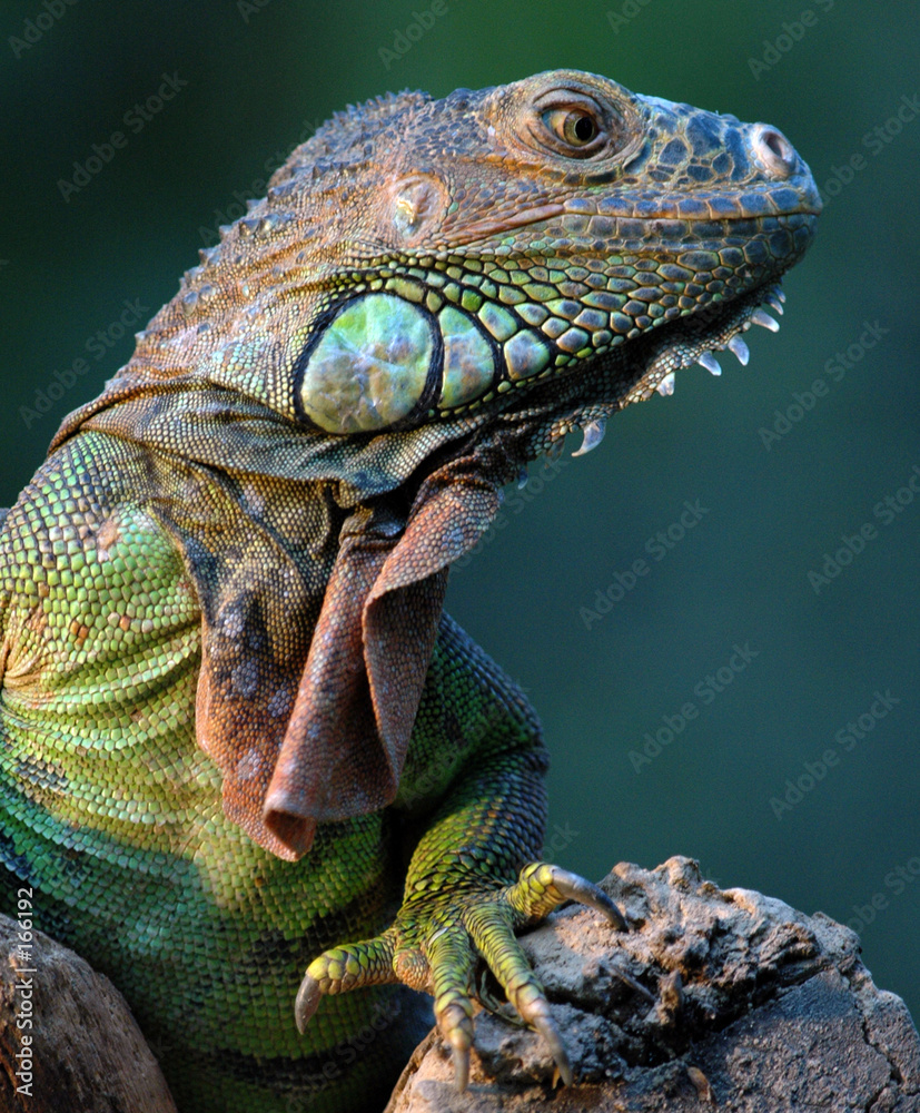 Fototapeta premium iguane vert-green iguana