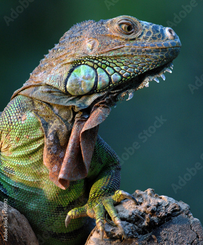 iguane vert-green iguana