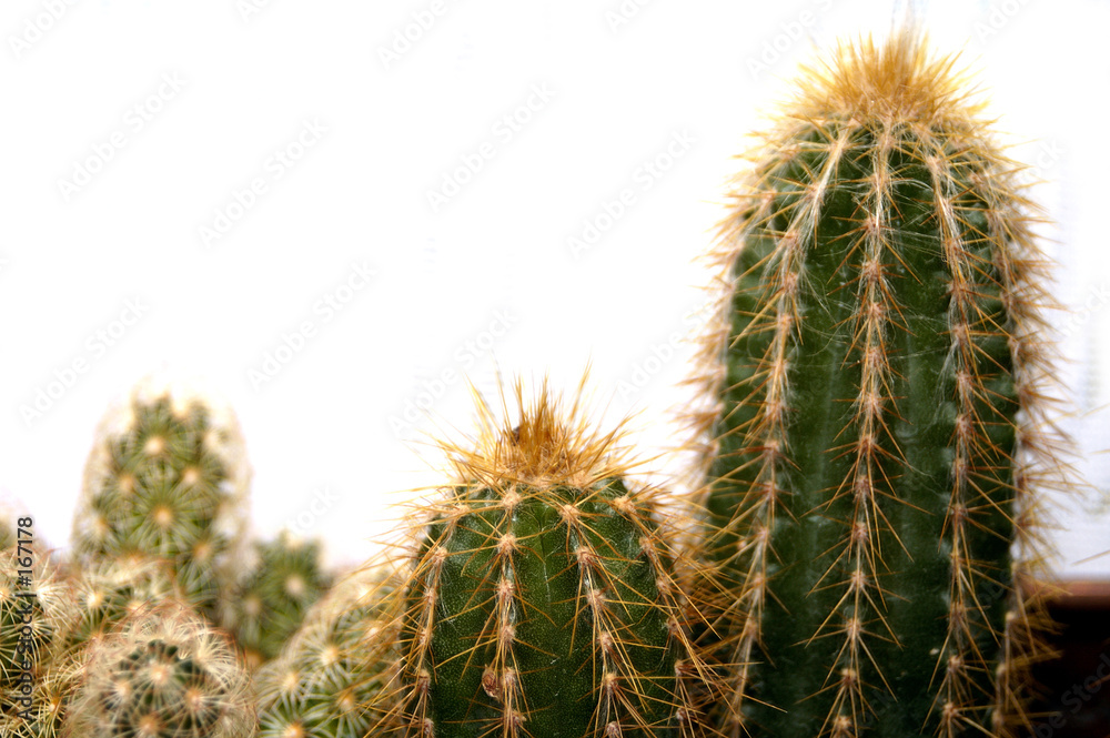 cactuses cactuses