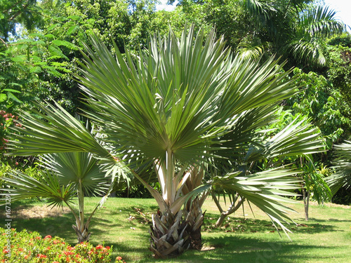 palmier photo