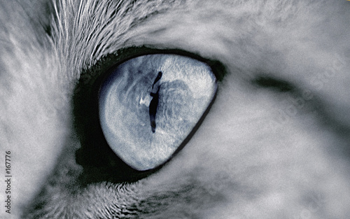 oeil de chat