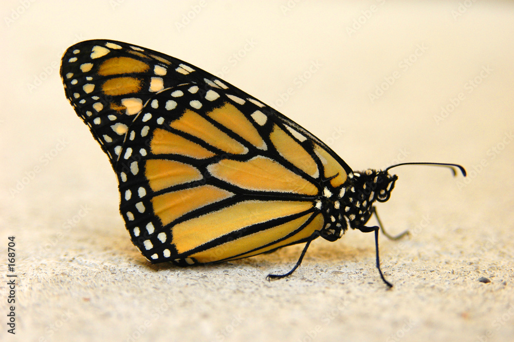 Naklejka premium butterfly