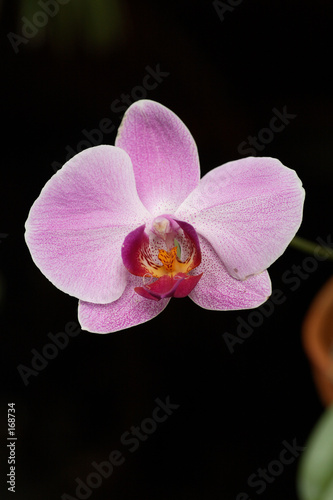 purple orchid