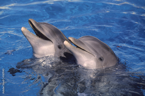 dauphins