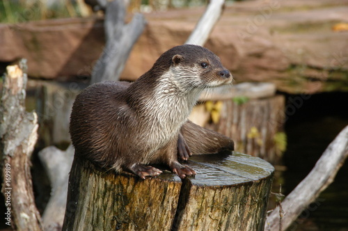 sea mammals