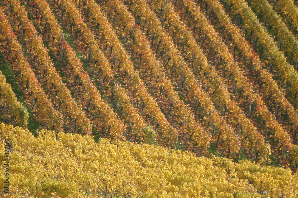 orange vineyard