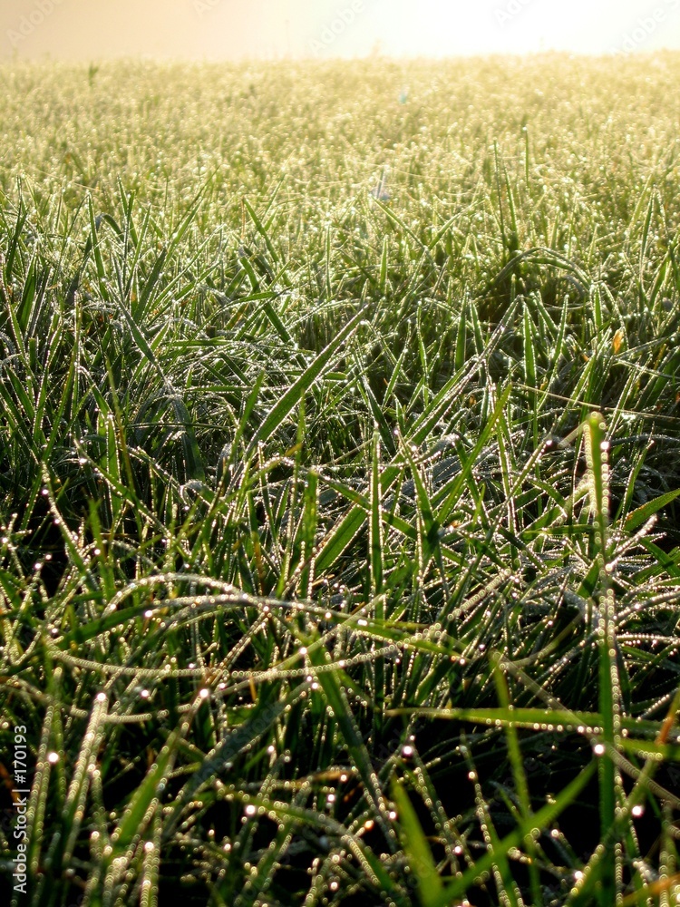 Obraz premium brown field