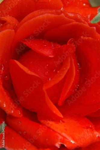 red rose