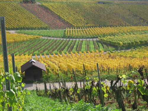 vineyard in autumn
