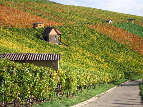 vineyard