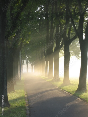forest morning