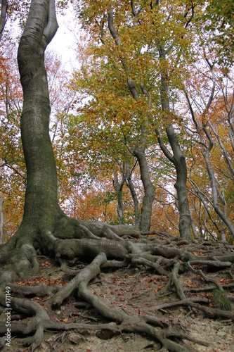 baumwurzeln photo