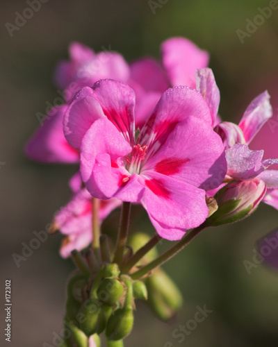 closeup pink flowers