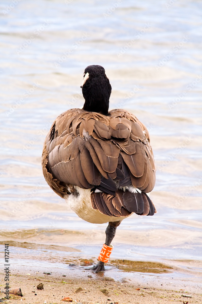 Wunschmotiv: one legged canada goose #172741