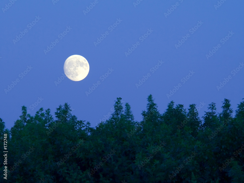 bright full moon over trees at dusk bright full moon over trees at dusk