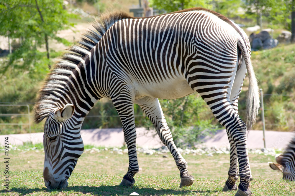 zebra zebra