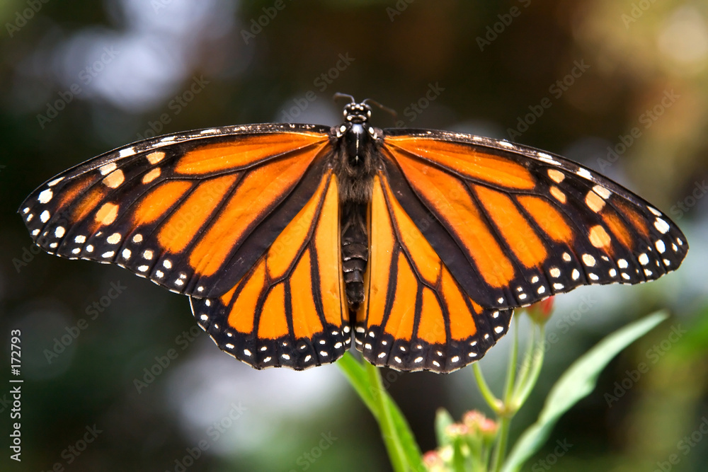 closeup of monarch butterfly with wings spread closeup of monarch butterfly with wings spread