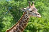 closeup of giraffe head and neck