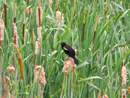 redwinged blackbird in rushes