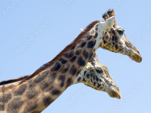 two headed giraffe?