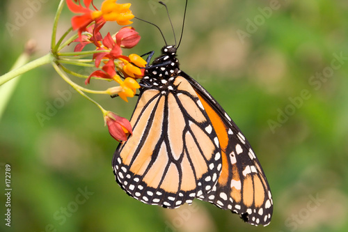 profile of monarch butterfly feeding © davidcrehner
