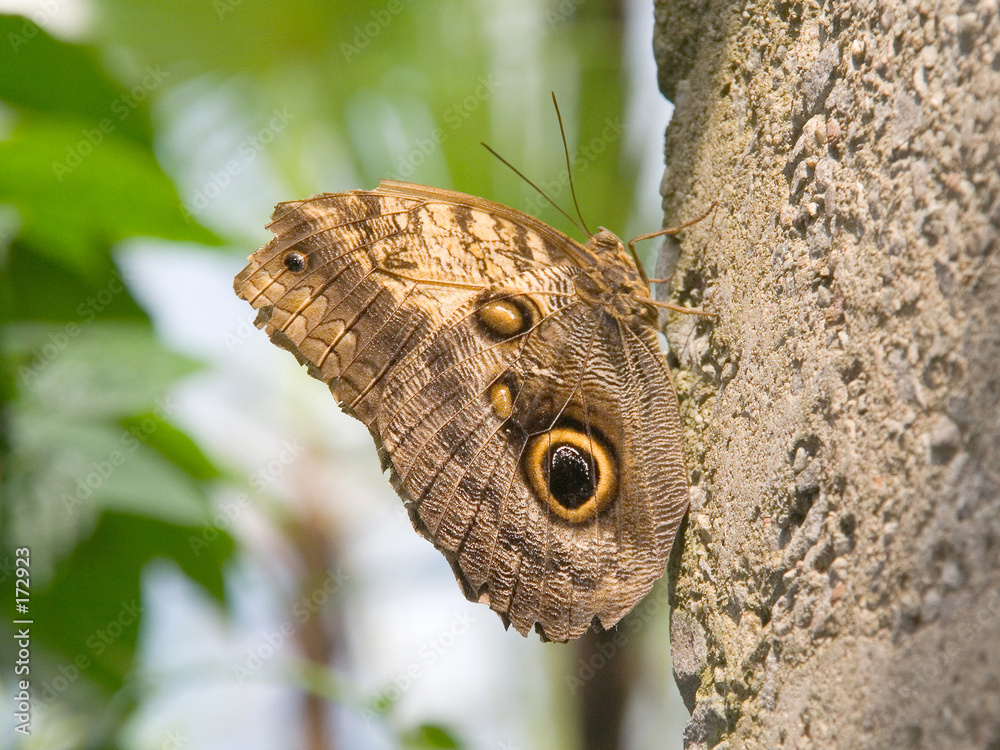camouflaged butterfly camouflaged butterfly